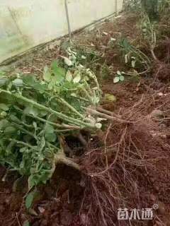 高度20厘米玫瑰