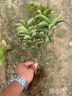 高度30厘米木绣球