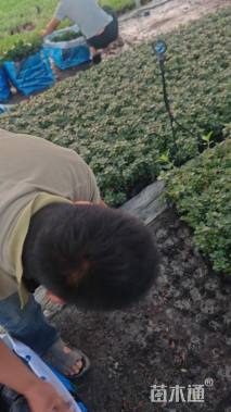 高度20厘米西洋杜鹃小苗