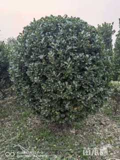 冠幅180厘米大叶黄杨球