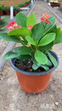 高度15厘米虎刺梅