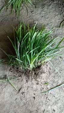 高度20厘米麦冬