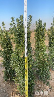 高度150厘米大叶黄杨柱