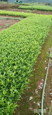 高度35厘米小叶栀子