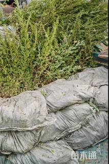 高度60厘米喷雪花