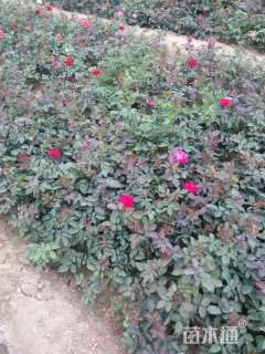 高度40厘米大花月季