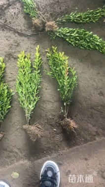 高度40厘米瓜子黄杨