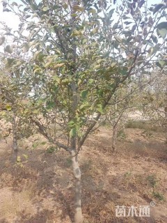 8公分苹果树