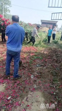 高度200厘米月季