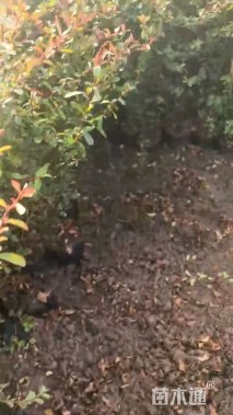 高度60厘米火棘