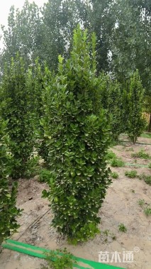 高度220厘米北海道黄杨