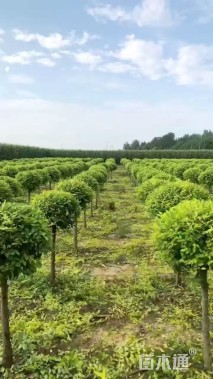 冠幅100厘米金叶榆球