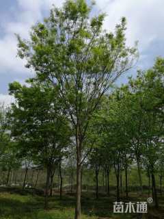20公分榉树