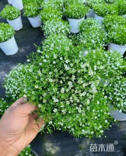 高度15厘米满天星