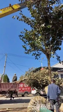 15公分巨紫荆