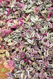 高度20厘米吊竹梅