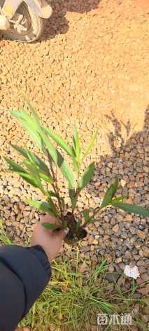 高度25厘米翠芦莉