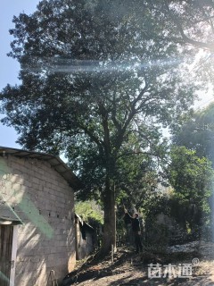 50公分红果冬青