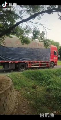 高度550厘米羽毛枫