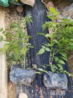 高度20厘米紫云藤