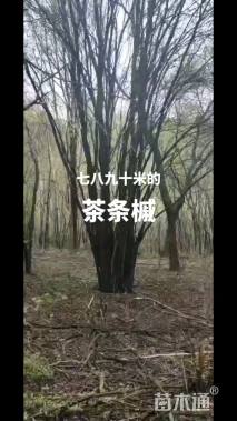 16公分茶条槭