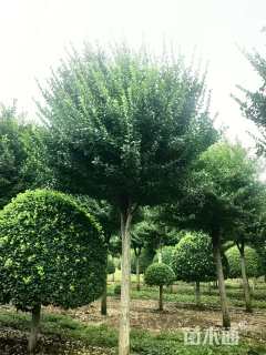 高度500厘米胶东卫矛