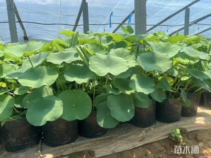 高度50厘米荷花