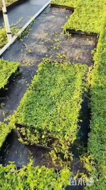 高度10厘米姬岩垂草