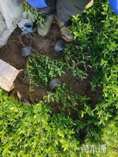 高度25厘米小叶栀子