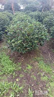 冠幅100厘米茶梅球