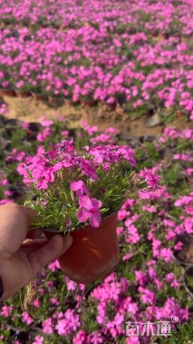 高度20厘米芝樱