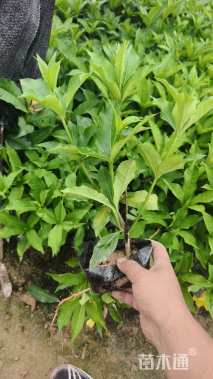 高度25厘米硬枝黄蝉