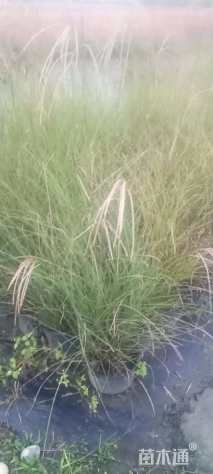 高度50厘米细叶芒