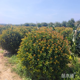 高度180厘米球花石楠