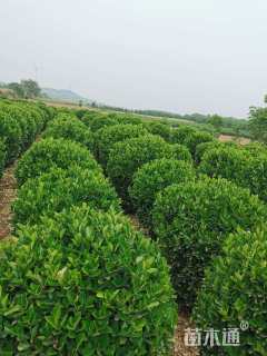 高度110厘米黄杨