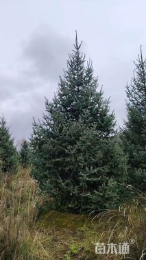 高度280厘米云杉