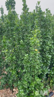 高度120厘米北海道黄杨