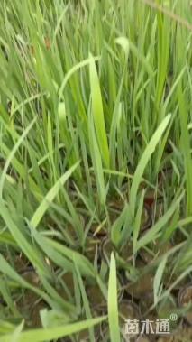 高度35厘米黄菖蒲