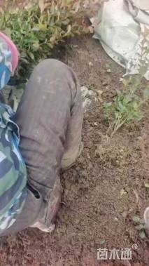 高度45厘米卫矛