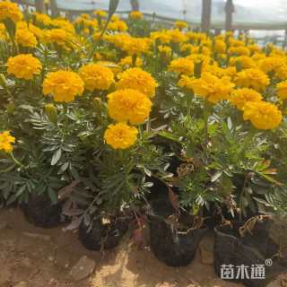 高度10厘米孔雀草