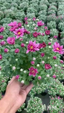 高度30厘米国庆菊