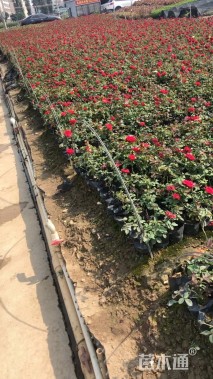 高度20厘米玫瑰