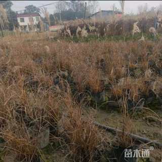 高度25厘米细叶芒