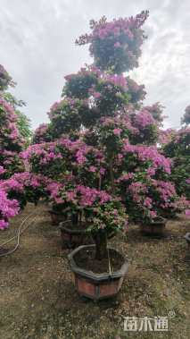 高度280厘米三角梅