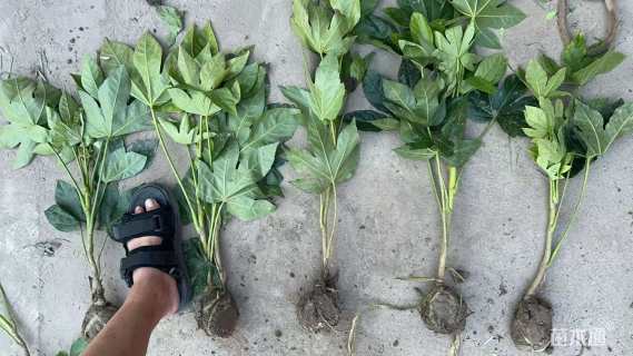 高度40厘米八角金盘