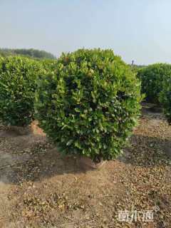 冠幅100厘米金森女贞球