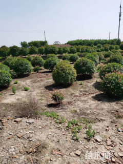 冠幅150厘米红叶石楠球