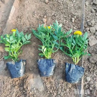 高度14厘米孔雀草