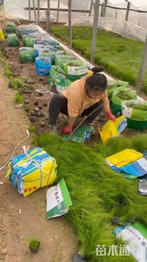 高度30厘米墨西哥羽毛草