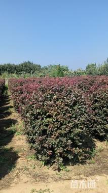 高度120厘米密枝红叶李球